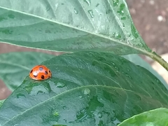 Coelophora inaequalis