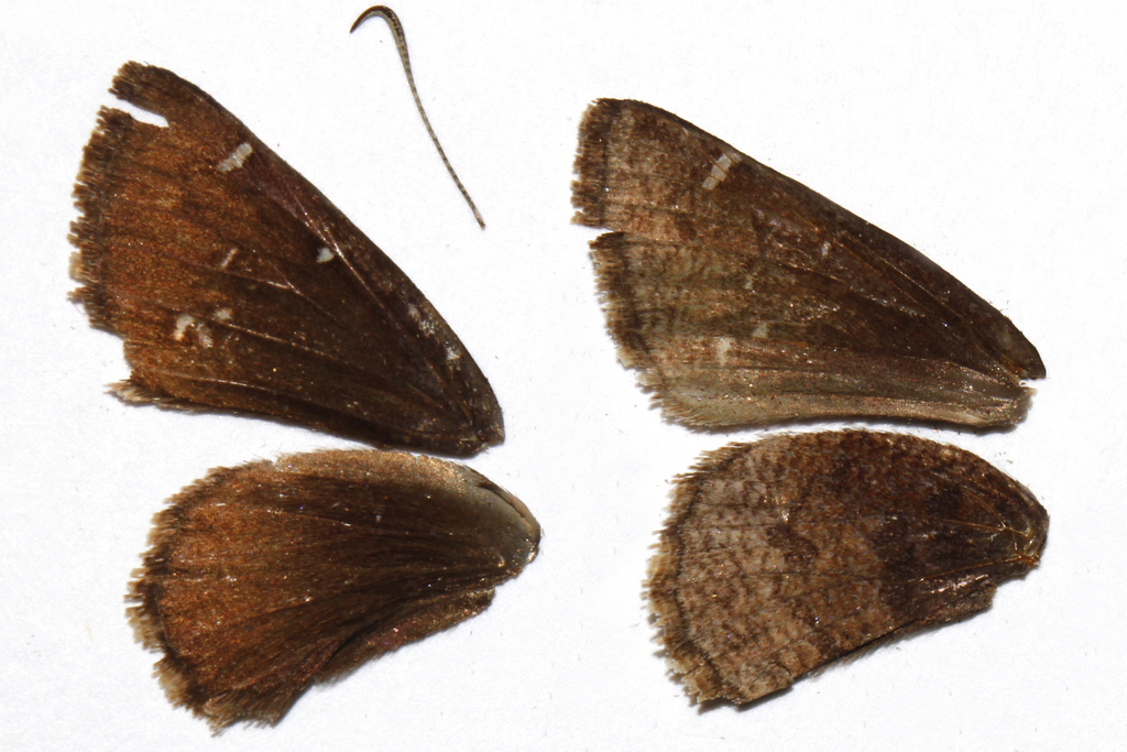Thorybes mexicana dobra