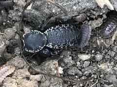 Zopherus laevicollis