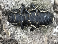 Zopherus laevicollis