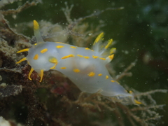 Polycera quadrilineata