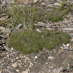 Schoenus breviculmis