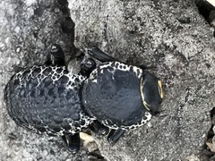 Zopherus laevicollis