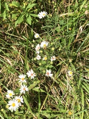 Symphyotrichum pilosum pilosum