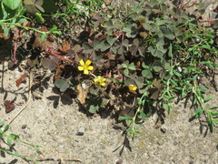 Oxalis corniculata