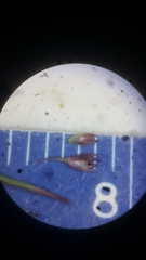 Sporobolus neglectus