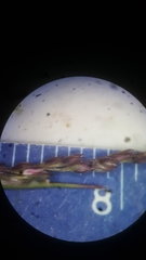 Sporobolus neglectus