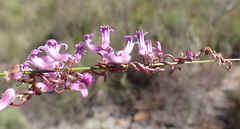 Cyphia digitata digitata