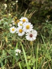 Symphyotrichum lanceolatum lanceolatum