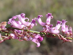 Cyphia digitata digitata