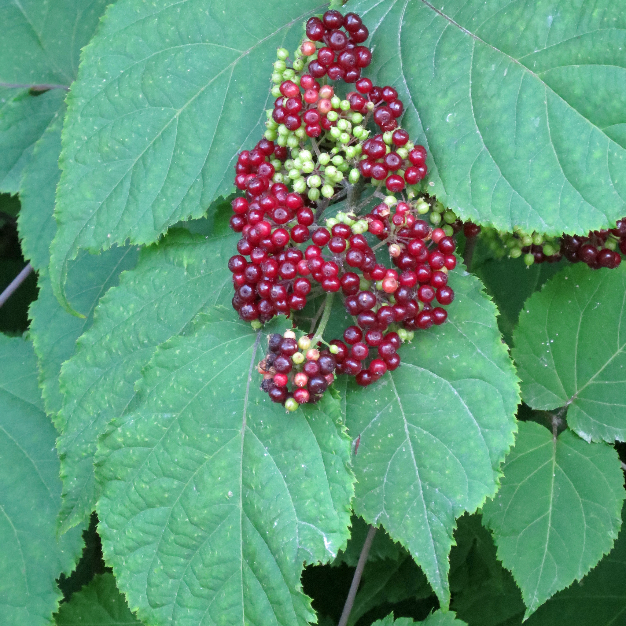 Aralia racemosa