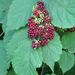 American Spikenard - Photo (c) Charlotte Bill, some rights reserved (CC BY-NC)