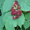 American Spikenard - Photo (c) cgbb2004, some rights reserved (CC BY-NC), uploaded by cgbb2004