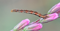 Cyclophora pendulinaria