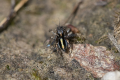 Maratus chrysomelas