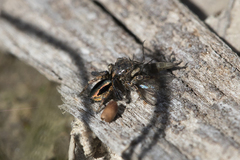 Maratus chrysomelas