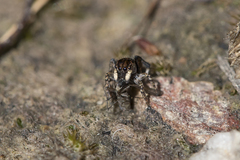 Maratus chrysomelas