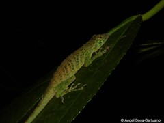 Anolis frenatus