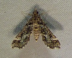 Diasemiopsis leodocusalis