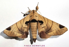 Apatelodes pandarioides