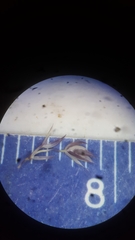 Sporobolus neglectus