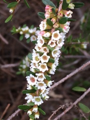 Thryptomene micrantha