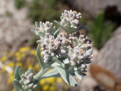 Vellereophyton