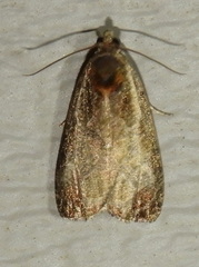 Olethreutes inornatana