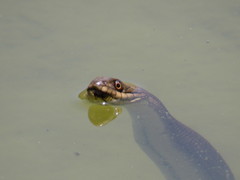 Thamnophis melanogaster