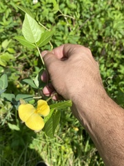 Vigna luteola