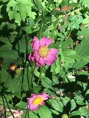 Eriocapitella × hybrida