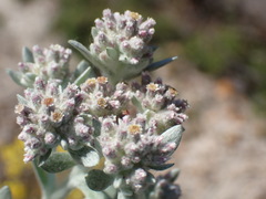 Vellereophyton