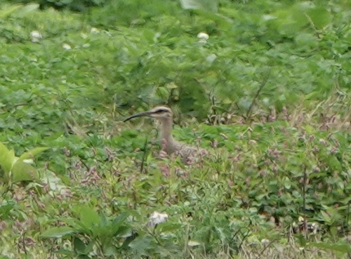美洲中杓鷸 アメリカチュウシャクシギ Hudsonian Whimbrel