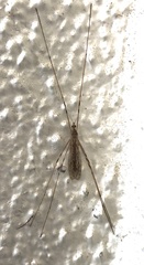 Austrolimnophila crassipes