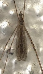 Austrolimnophila crassipes