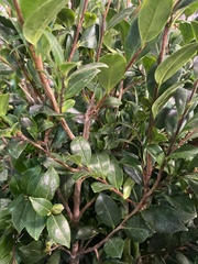 Camellia yunnanensis