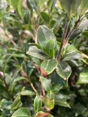 Camellia yunnanensis