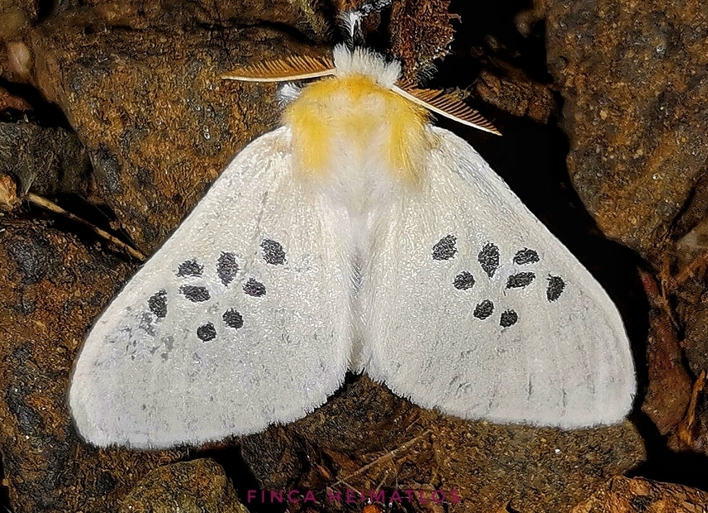 Thagona nigrisparsus