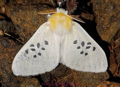 Thagona nigrisparsa