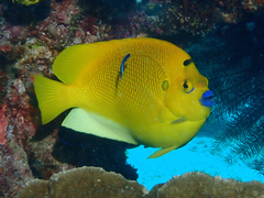 Apolemichthys trimaculatus