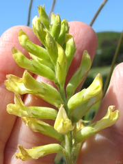Astragalus asymmetricus