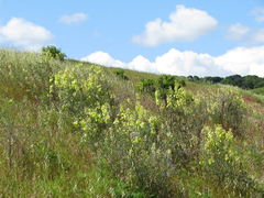 Astragalus asymmetricus