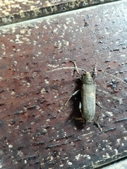 Stromatium longicorne