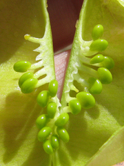 Astragalus asymmetricus