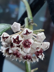Hoya kerrii