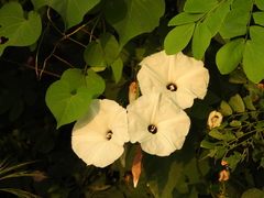 Ipomoea scopulorum