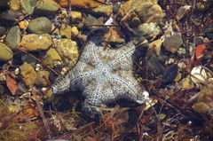 Anthenea sidneyensis