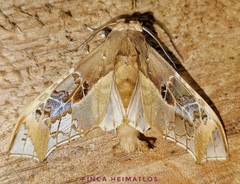 Parathyris cedonulli