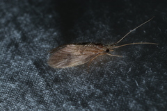 Lepidostoma togatum