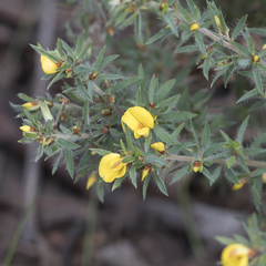 Pultenaea involucrata